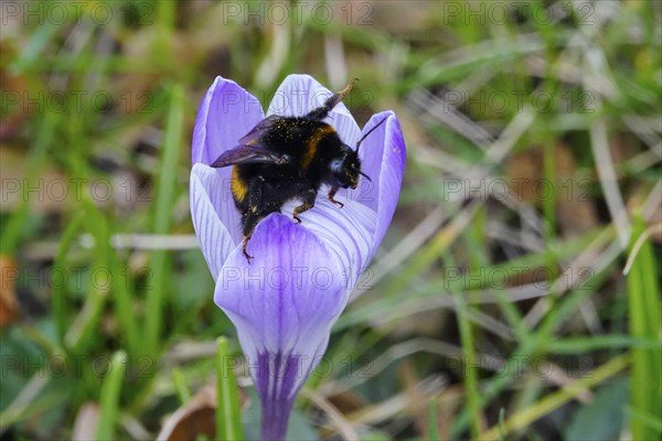 Crocus blossom with bumblebee, February, Germany, Europe