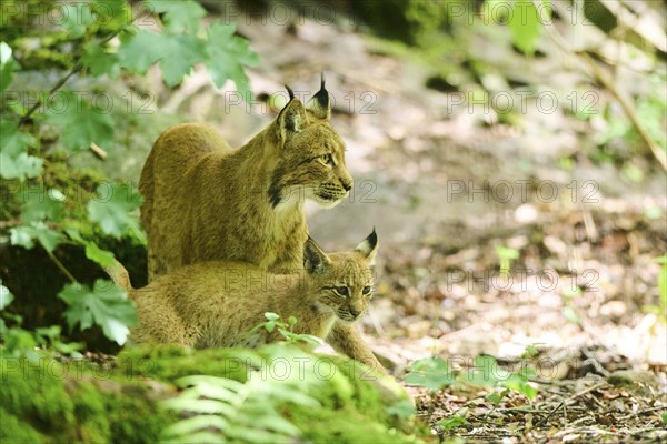 Eurasian lynx (Lynx lynx) mother with her youngster in a forest, Bavaria, Germany, Europe