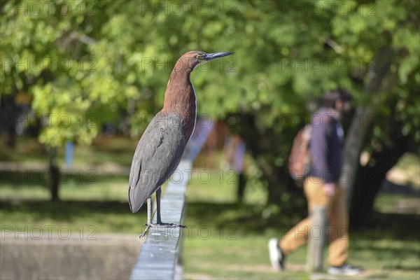 Rufescent tiger heron (Tigrisoma lineatum) in the wild, with foot goose in the background, seen in Buenos Aires, Argentina, South America