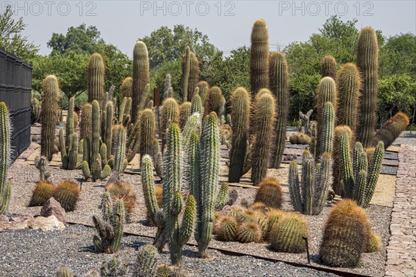 Cactuses in botanic garden, Parque Quilapilún de Anglo American, Región Metropolitana, Chile, South America