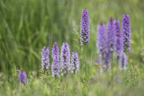 Southern marsh orchid (Dactylorhiza praetermissa), Emsland, Lower Saxony, Germany, Europe