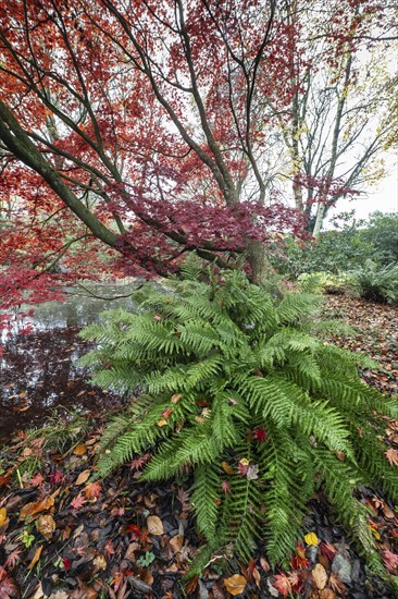 Japanese fan maple (Acer palmatum Trompenburg), autumn colours, Emsland, Lower Saxony, Germany, Europe