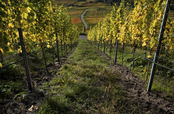 Vineyard, vines, vineyards, viticulture, autumn colouring, autumn, Kappelberg, Fellbach, Waiblingen, Baden-Württemberg, Germany, Europe
