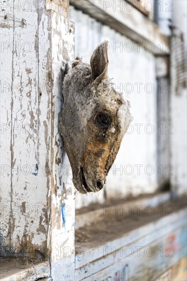 Suspended sheeps head, Estancia San Gregorio, Puente Alto, Metropolitan Region, Chile, South America
