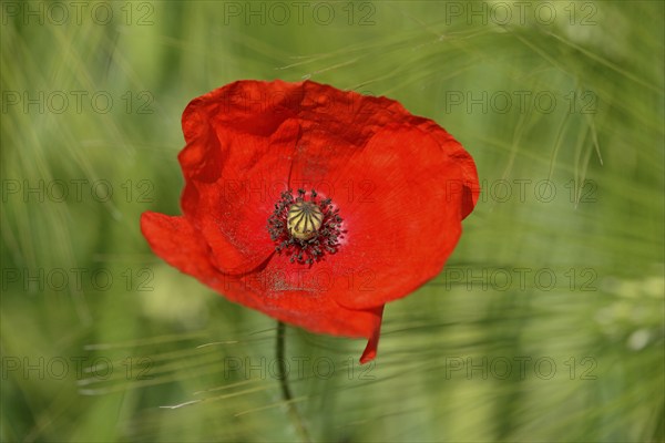 Poppy flowers (Papaver rhoeas) in a green grain field, flowering, North Rhine-Westphalia, Germany, Europe