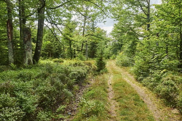 Hiking trail to Mount Lusen in late summer, Bavarian Forest, Bavaria, Germany, Europe