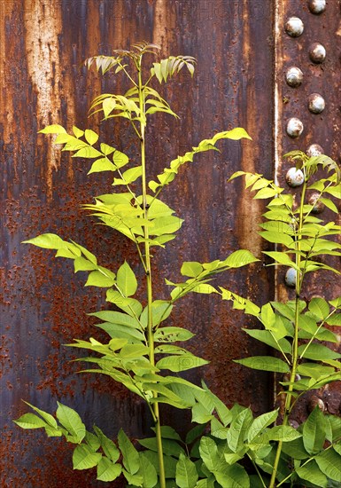 Green plant in front of rusty steel, industrial nature in the disused Hansa coking plant, Dortmumd, Ruhr area, North Rhine-Westphalia, Germany, Europe