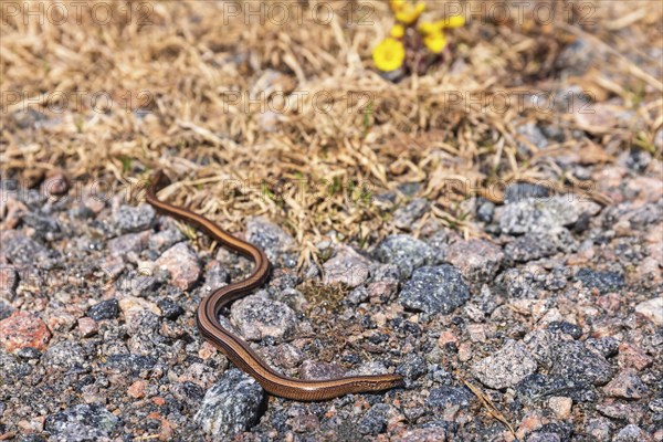 Slow worm (Anguis fragilis) on the ground a sunny spring day