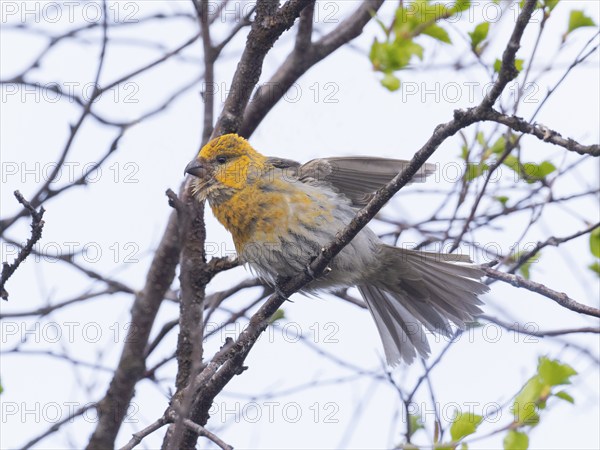 Pine Grosbeak (Pinicola enucleator), adult female, perched on tree branch, stretching its wings and tail feathers, May, Finnish Lapland
