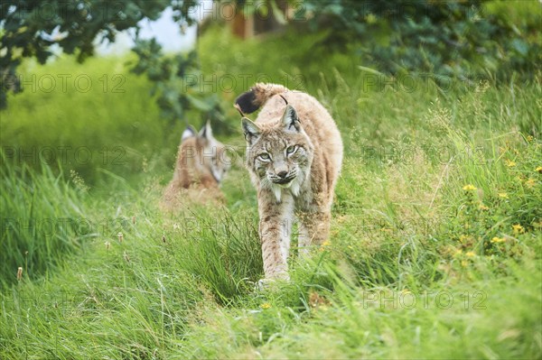 Eurasian lynx (Lynx lynx) walking through the grass, Wildpark Aurach, Kitzbühl, Tirol, Austria, Europe