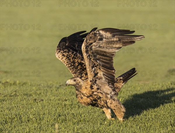 Juvenile Iberian Eagle on take-off, Spanish Imperial Eagle (Aquila adalberti), Extremadura, Castilla La Mancha, Spain, Europe
