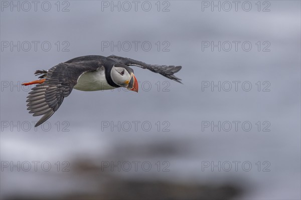 Puffin (Fratercula arctica), in flight, Grimsey Island, Iceland, Europe