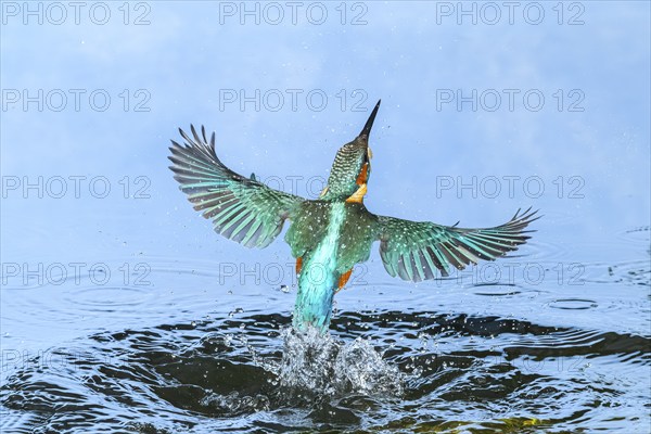 Common kingfisher (Alcedo atthis) flying out of the water after hunting fish, wildife, Catalonia, Spain, Europe
