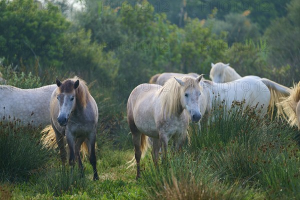 A herd of white Camargue horses grazing peacefully in a green pasture on a summer's day, Camargue, France, Europe