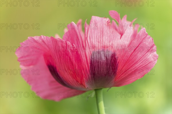 Poppy flower in the landscape in spring. Kaiserstuhl, Emmendingen, Freiburg im Breisgau, Baden-Württemberg, Germany, Europe