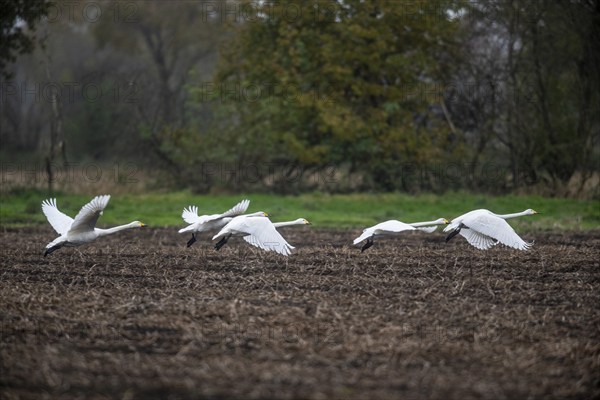 Whooper swans (Cygnus cygnus), flying, Emsland, Lower Saxony, Germany, Europe