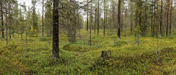 Autumn forest floor, tundra, Lapland, Finland, Europe