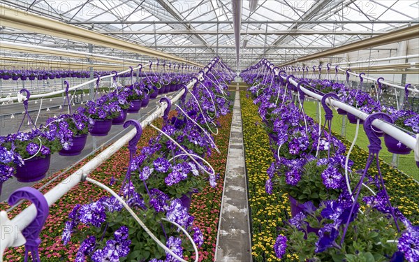 Horticulture company, flower pots, so-called petunia ampel, grow in a greenhouse, under the glass roof, until they have the right growth stage for retail, each pot is watered individually, by drip irrigation, in the bed on the ground grow Kapmargeriten, Osteospermum, Straelen, North Rhine-Westphalia, Germany, Europe