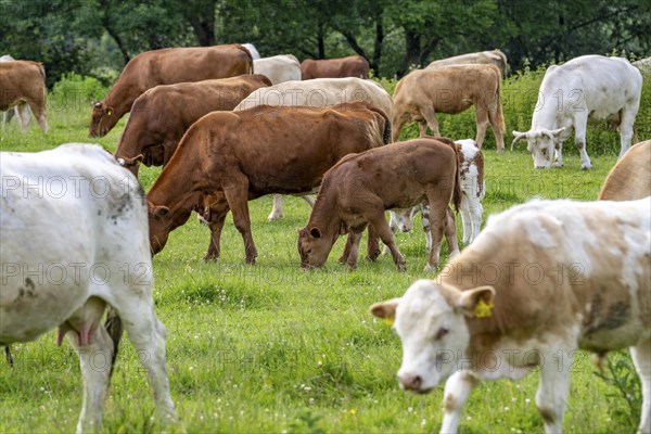 Herd of cattle, dairy cows, grazing in the Styrumer Ruhrauen, Mülheim an der Ruhr, North Rhine-Westphalia, Germany, Europe