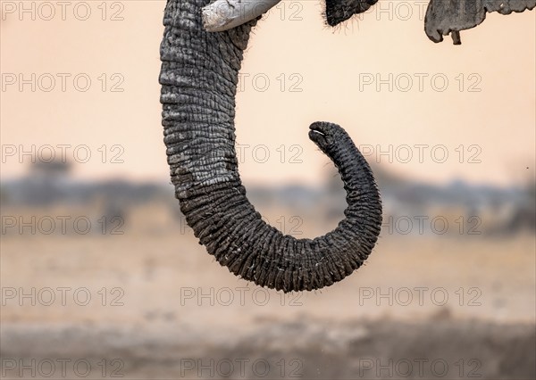 African elephant (Loxodonta africana), adult male, detail, trunk, at sunset, Nxai Pan National Park, Botswana, Africa