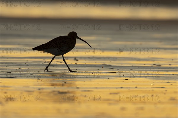Eurasian curlew (Numenius arquata) silhouette of an adult bird walking on a beach at sunset, Norfolk, England, United Kingdom, Europe