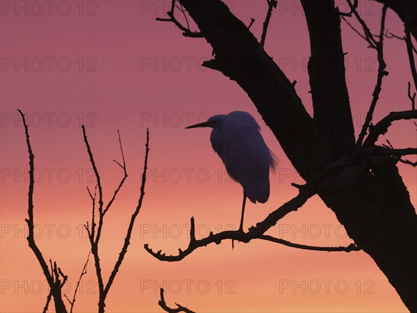 Little Egret (Egretta gazetta), single adult bird, roosting in an old willow tree, against a colorful after sunset sky in wintertime, Hesse, Germany, Europe