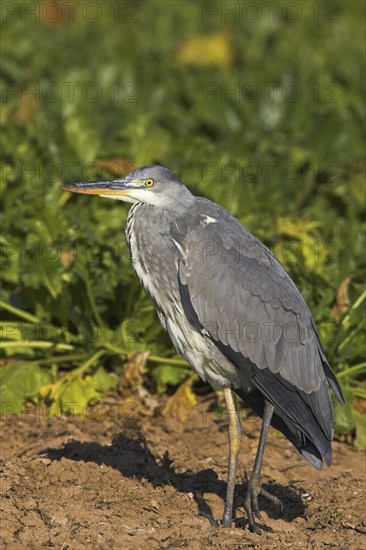 Grey heron (Ardea cinerea), Bad Dürkheim district, Rhineland-Palatinate, Federal Republic of Germany