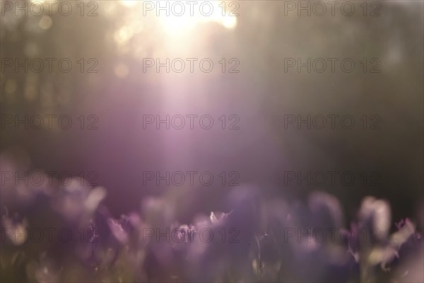 Crocus meadow, February, Germany, Europe