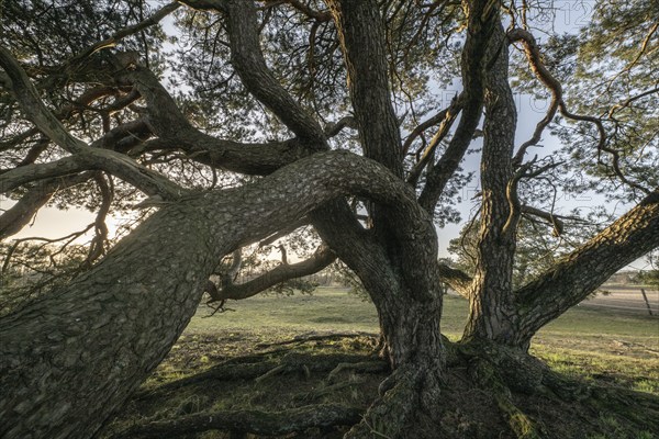 Old Scots pine (Pinus sylvestris), Emsland, Lower Saxony, Germany, Europe