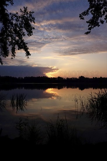 Upper Lusatian Heath and Pond Landscape, June, Saxony, Germany, Europe