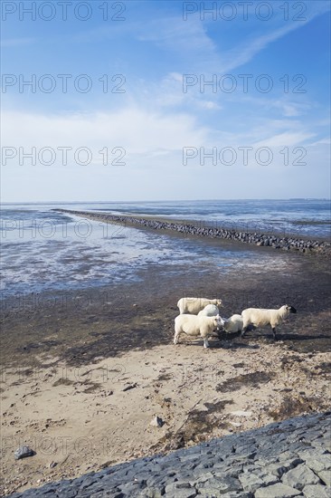 Sheep on the dyke, Rantum Basin, cycle tour, tourism, travel, North Sea, island, Sylt, Germany, Europe