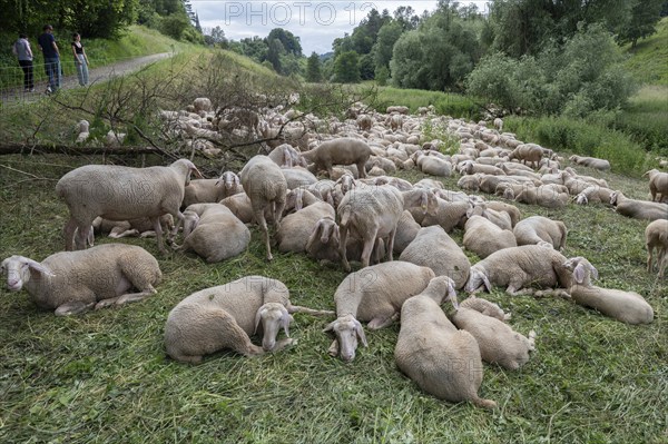 Resting, freshly shorn sheep in a nature reserve in Franconian Switzerland, Bavaria, Germany, Europe
