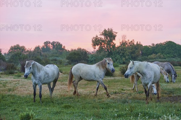 A group of white Camargue horses grazing peacefully in a green meadow at sunset, Camargue, France, Europe