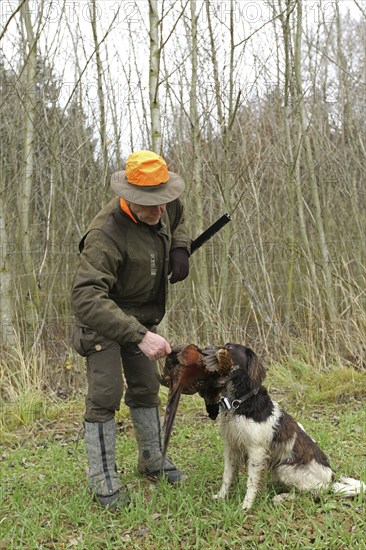 Hunter with shot pheasant (Phasianus colchicus) retrieved by hunting dog Kleiner Münsterländer, Lower Austria, Austria, Europe