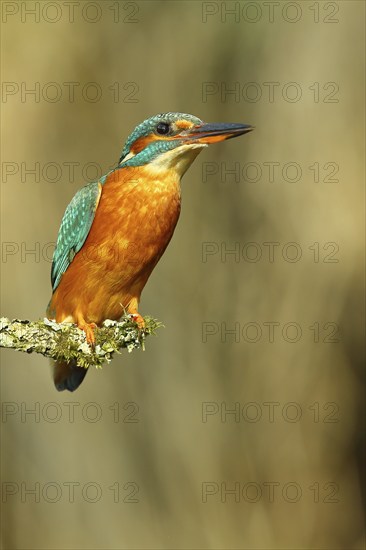 Common kingfisher (Alcedo atthis) female, sitting on a branch, Wilnsdorf, North Rhine-Westphalia, Germany, Europe