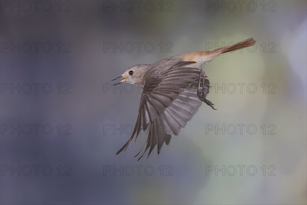 Common redstart (Phoenicurus phoenicurus), female in flight, North Rhine-Westphalia, Germany, Europe