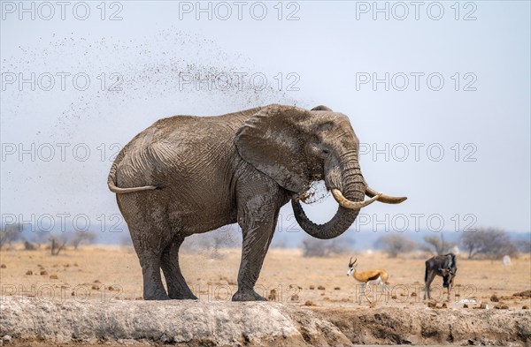 African elephant (Loxodonta africana), bathing at a waterhole, spraying water from its trunk, Nxai Pan National Park, Botswana Botswana