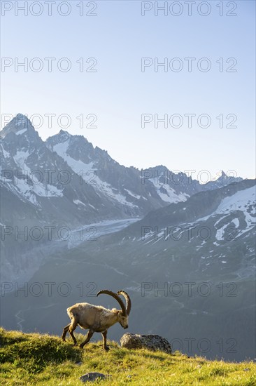 Alpine ibex (Capra ibex), adult male, in front of a mountain landscape in the morning light, behind mountain peak Aiguille d'Argentiere of the Mont Blanc massif, Aiguille Rouges, Chamonix, France, Europe