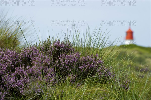 Lighthouse in the dunes, Amrum, North Frisian Islands, Schleswig-Holstein, Germany, Europe
