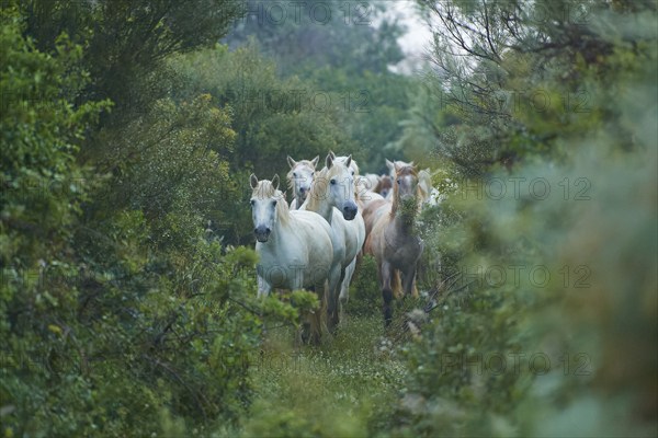 A herd of white Camargue horses runs through the dense forest, surrounded by lush green foliage, the atmosphere is calm and close to nature, Camargue, France, Europe