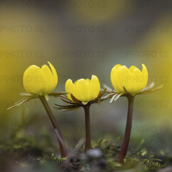 Winter aconite (Eranthis hyemalis) in bloom, plant, flower, early bloomer, yellow, Hanover, Lower Saxony, Germany, Europe