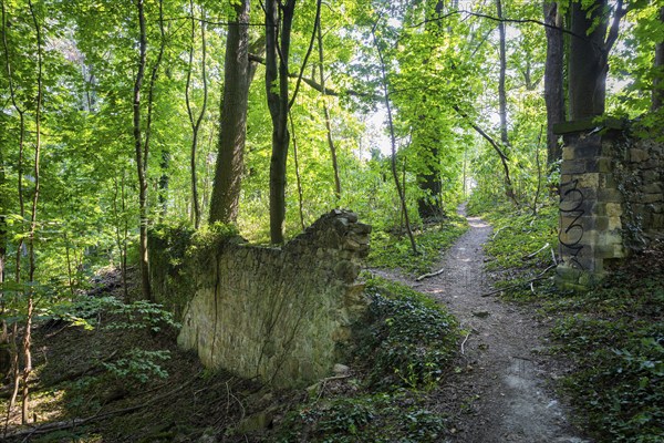 Forest hiking trail, Radebeul Weinhänge, Radebeul, Saxony, Germany, Europe