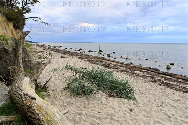 Natural beach with rocks on the steep coast of the island of Poel, Baltic Sea, Mecklenburg-Western Pomerania, Germany, Europe