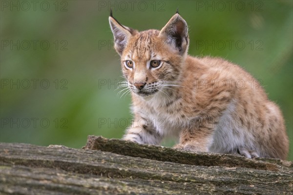 Young lynx (Lynx lynx), Haltern, North Rhine-Westphalia, Germany, Europe