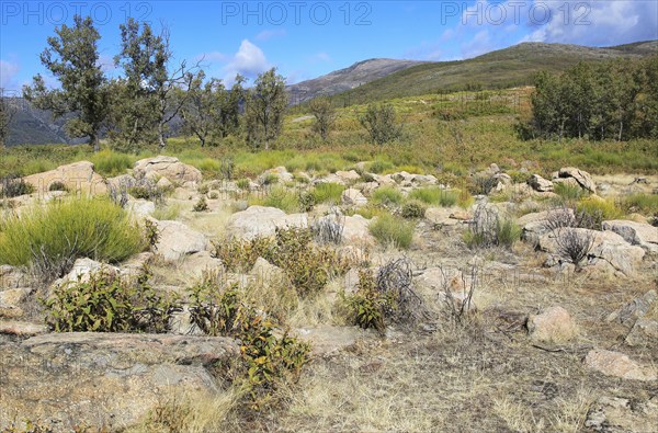 Sierra de Tormantos mountains, near Cuacos de Yuste, La Vera, Extremadura, Spain, Europe