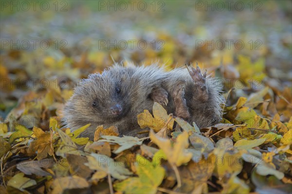 European hedgehog (Erinaceus europaeus) adult animal resting on fallen autumn leaves, England, United Kingdom, Europe