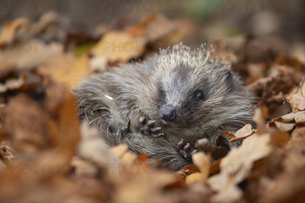 European hedgehog (Erinaceus europaeus) adult animal resting amongst fallen autumn leaves, Suffolk, England, United Kingdom, Europe