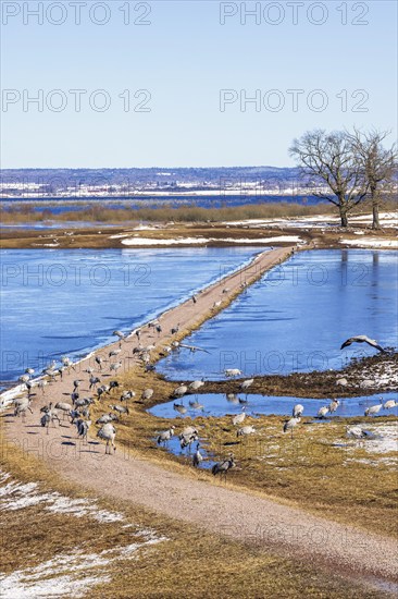 View at a flock of cranes at lake Hornborgasjön on an early sunny spring day, Hornborgasjön, Sweden, Europe