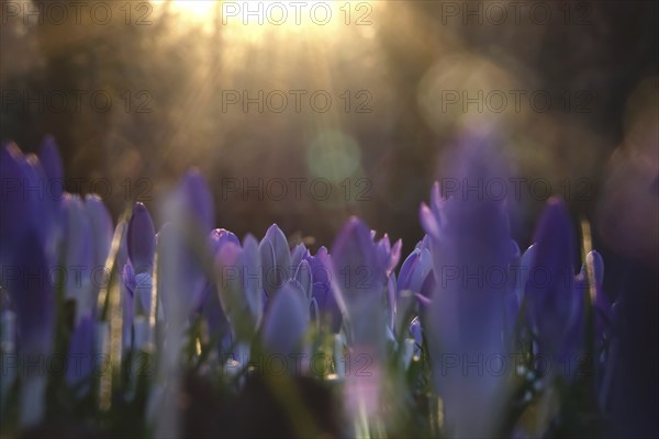 Crocus meadow, February, Germany, Europe