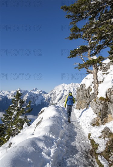 Mountaineers on the way to the Jenner summit with snow, snowy mountain panorama with Watzmann massif, Berchtesgaden National Park, Berchtesgaden Alps, Schönau am Königssee, Berchtesgadener Land, Bavaria, Germany, Europe
